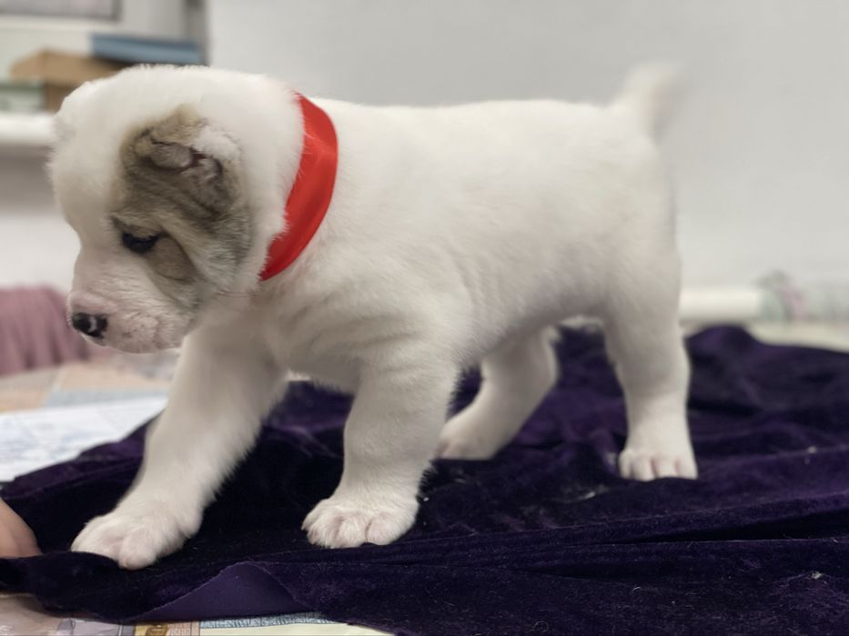 Продам супер кобелька алабай