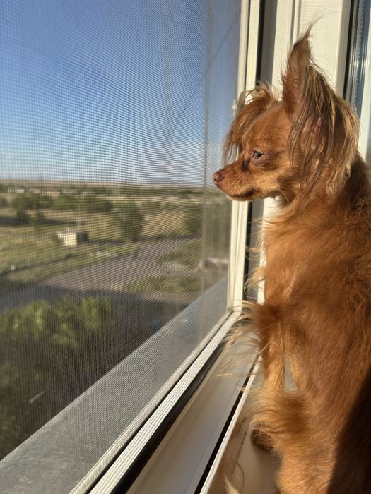 Мальчик готов встретится с невестой