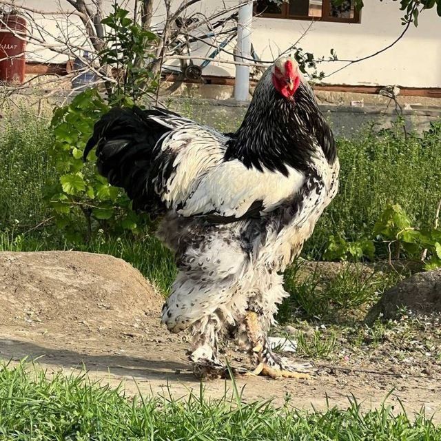 assalamu alekum andijonda tochkalik tomniy puxlar jojalari sotiladi