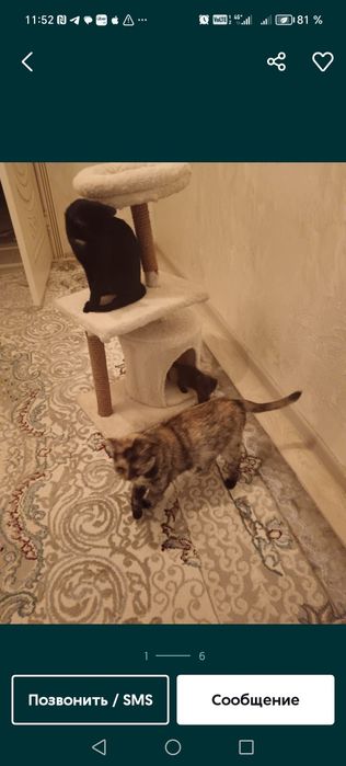 Кошкин дом в отличном состоянии