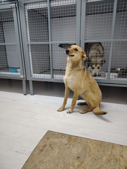 Забрать домой = спасти Жизнь..