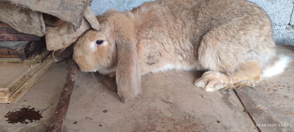 Продаются кролики.