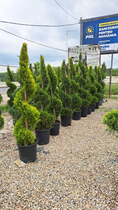 Plante Decorative Rezistente – Transport Gratuit Inclus