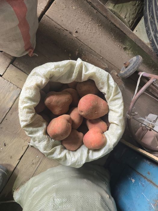Продам картошку , есть и семенная