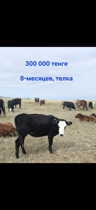Продам корову, бычок, теленок