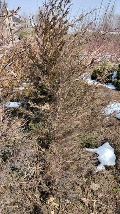 Продам маживельник,туи,сосны,ёлки