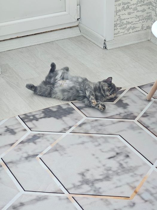 Лямурка в добрые руки.