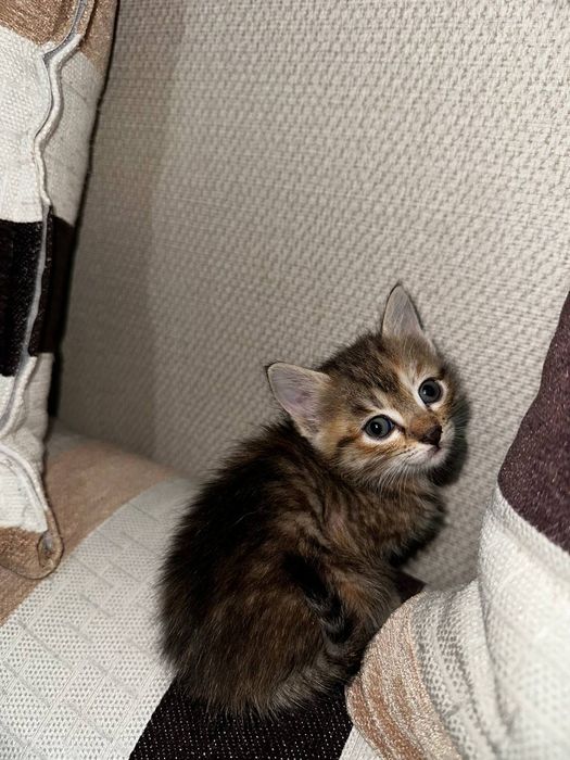 Отдам котят в добрые руки