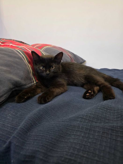 Котенок в добрые руки