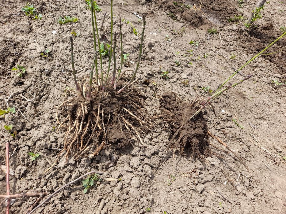 Rădăcini sparanghel