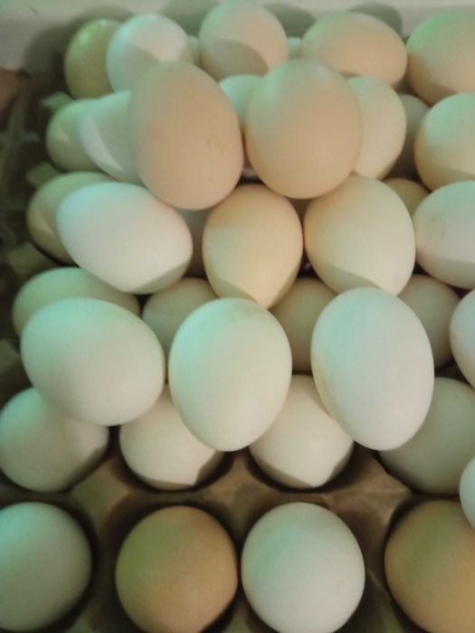 Продам яйцо домашнее