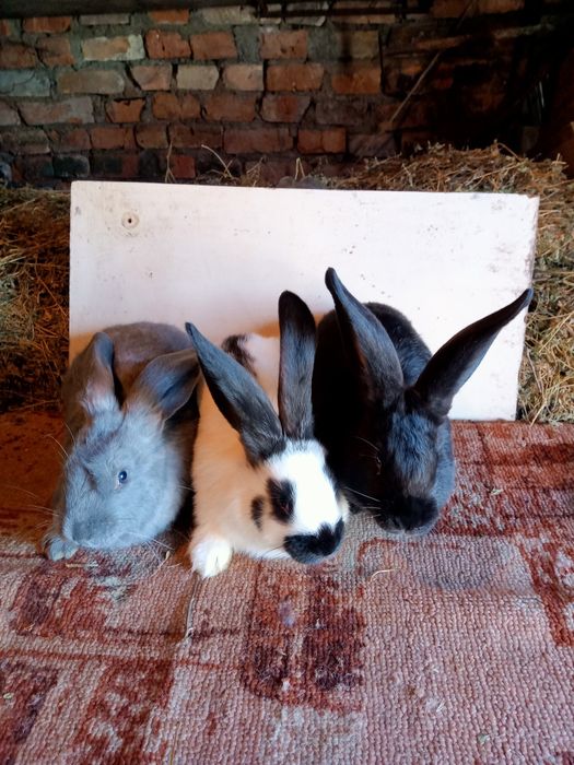 Продам крольчат .