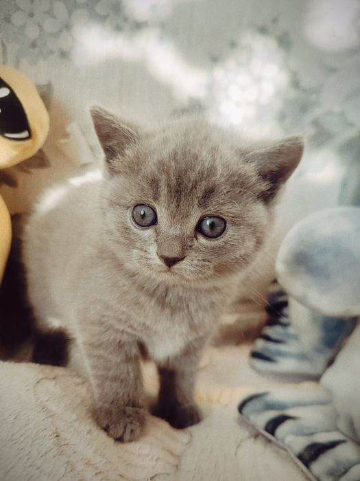 Продажа Британских котят