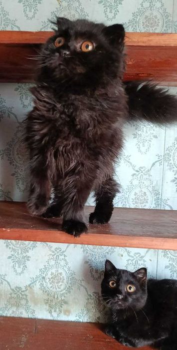 Котята в добрые руки Страйт и фолд..