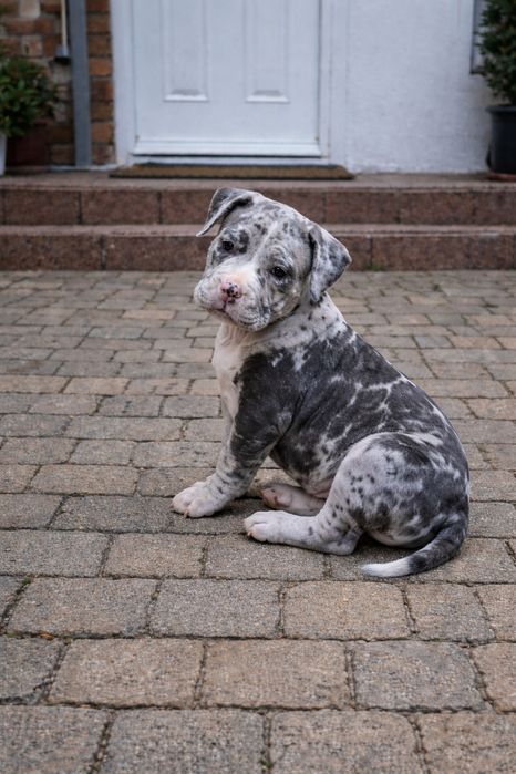 Pui American Bully Merle cu pedigree – canisa Dog Fashion