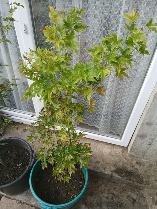 Arțar japonez la ghiveci