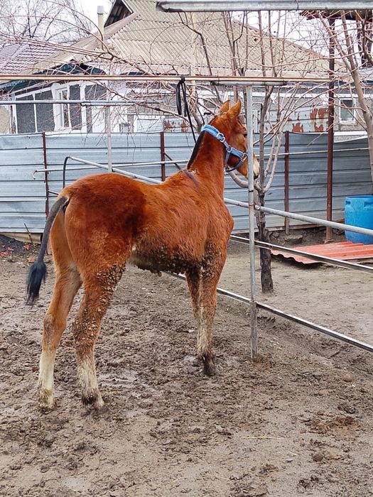 Продам жеребчика