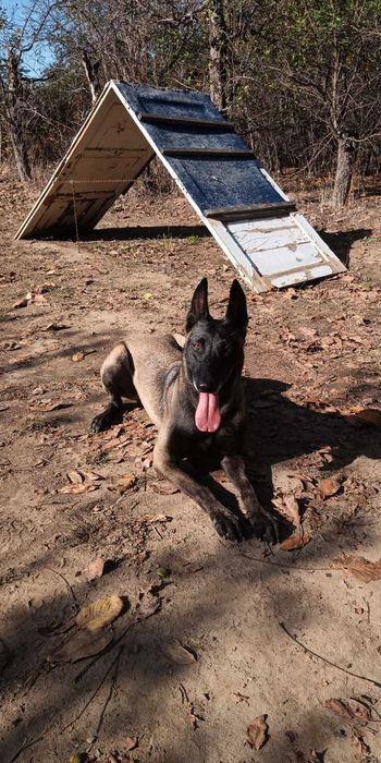 Кученца Белгийска Овчарка Малиноа