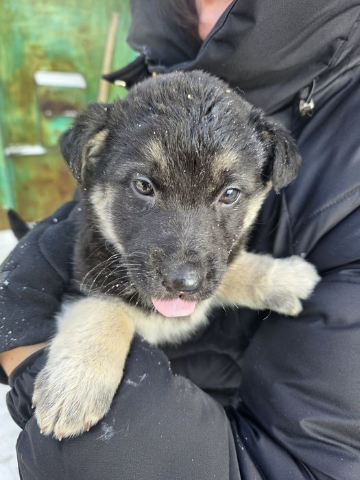 Щенки срочно ищут дом