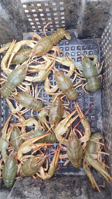 Живые рака приём.