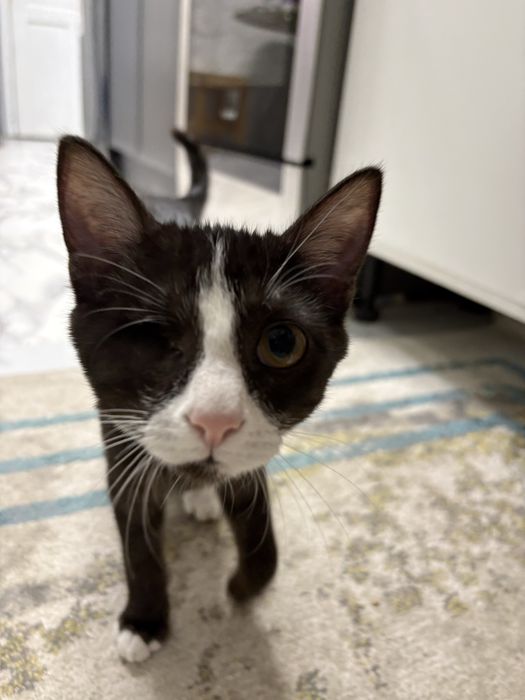 Срочно! В добрые руки!