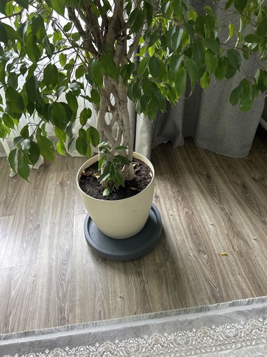 Цветок бенджеамина