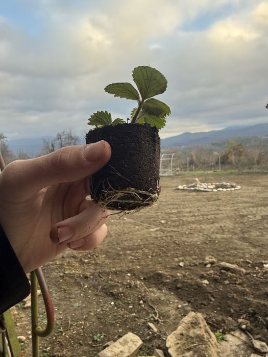 Разсад ягоди сорт Дели