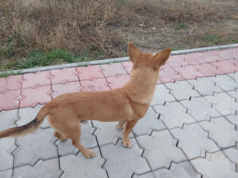 Корги кобель ,1 ,5г в добрые руки