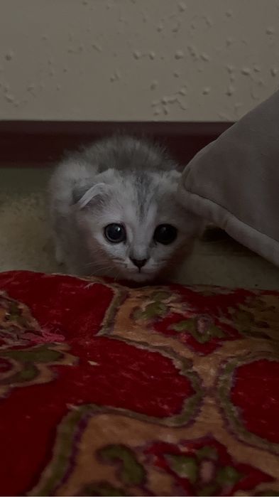 Котенок шотланский