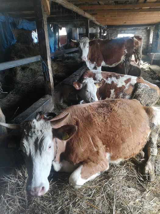 Vand vaci baltata românească