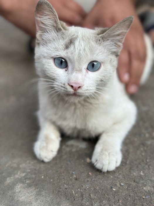 Kafolati 1 yil bilan