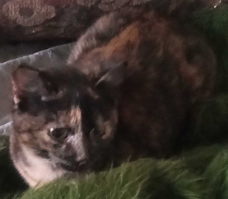 2 котенца. заедно или поотделно