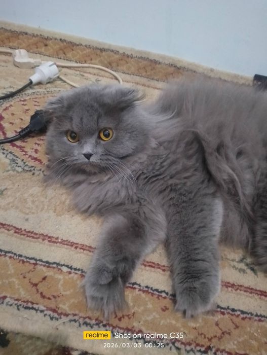 Мушук сотилади 1 ёш