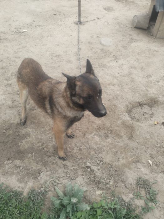 Продам Бельгийскую овчарку малинула