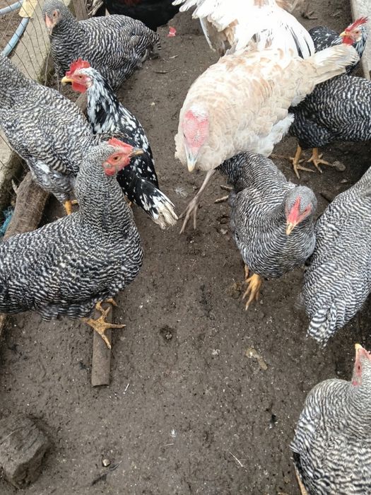 Găini de vânzare