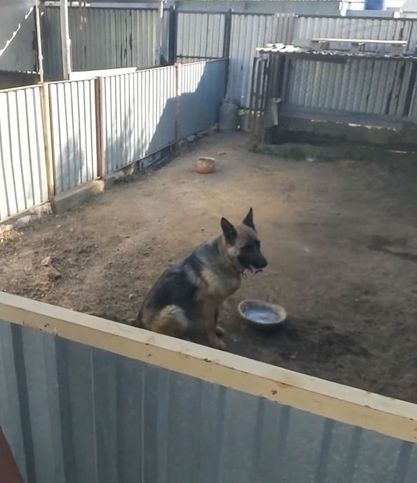 Немецкий овчарка