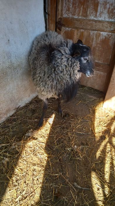 Vând sau schimb berbec romanov