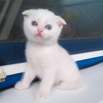 Продается котенок!