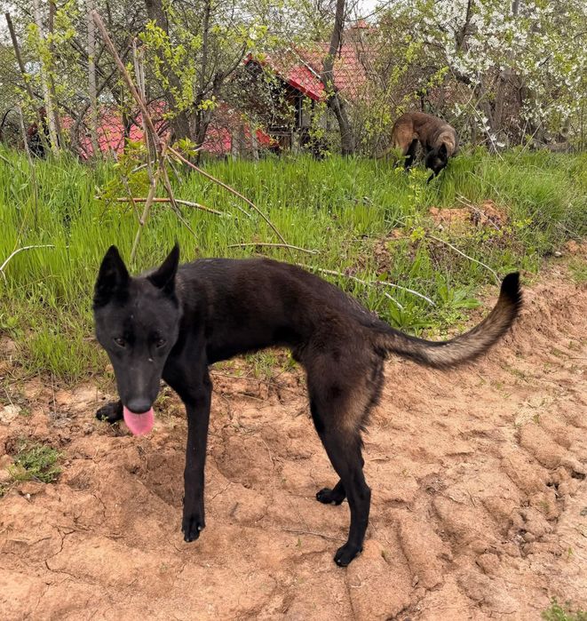 Pui ciobanesc malinois, lup belgian carbone