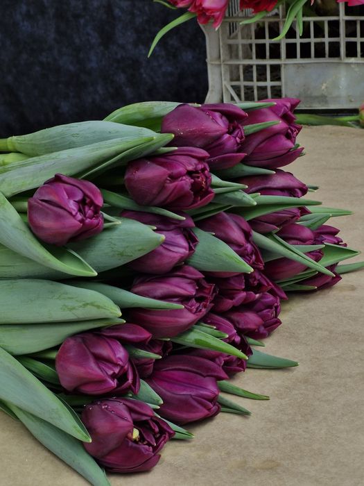 Тюльпаны оптом и в розницу