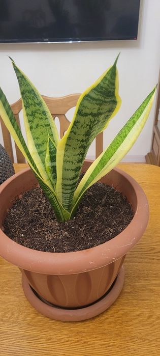 Продам цветок Сансевиерия