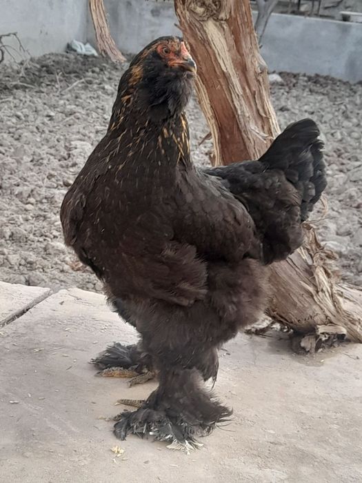 Brama tovuq va xoʻrozlar sotiladi