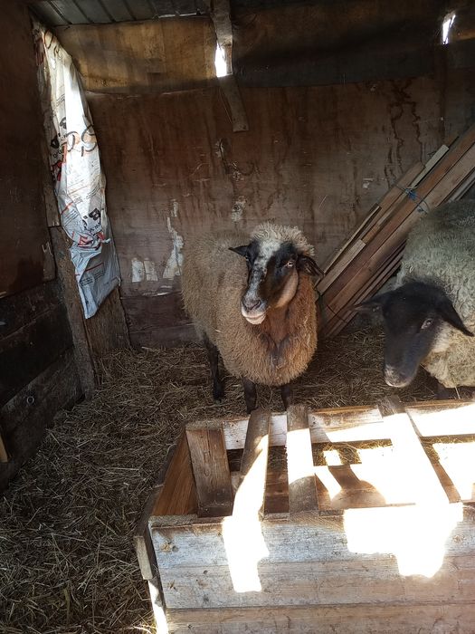 Oaie din carabaș depusă