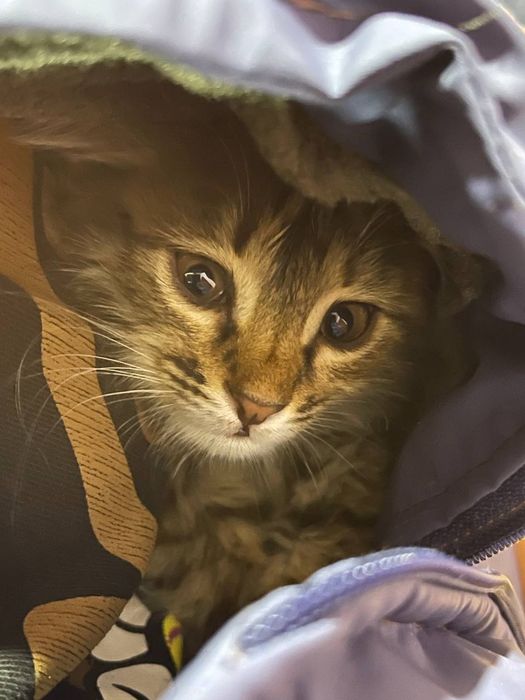 Mushuk tekinga beraman