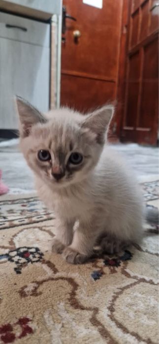 Сиамская кошка + кошка мама