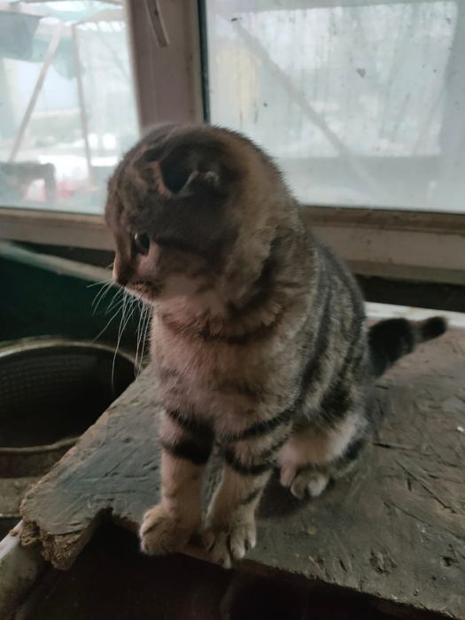 Котята веслоухие