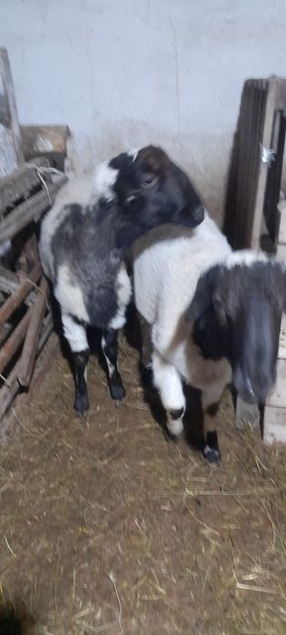 Семіз қошқарлар сатылады