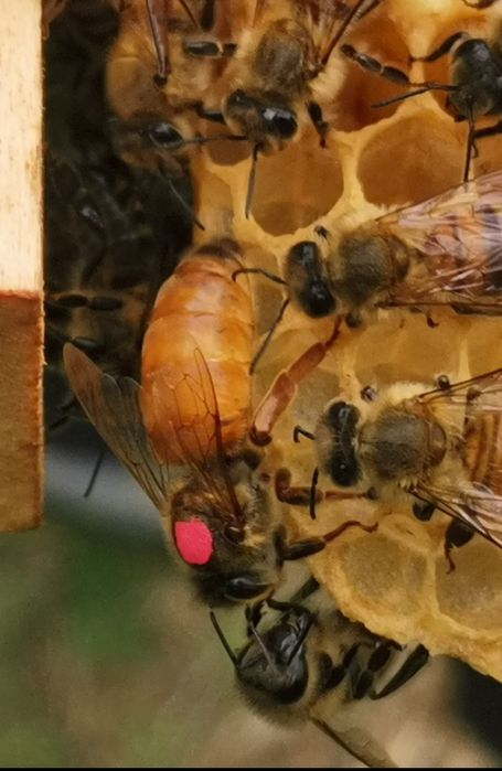 Mătci Buckfast 5+1gratis.(Material genetic din Danemarca)