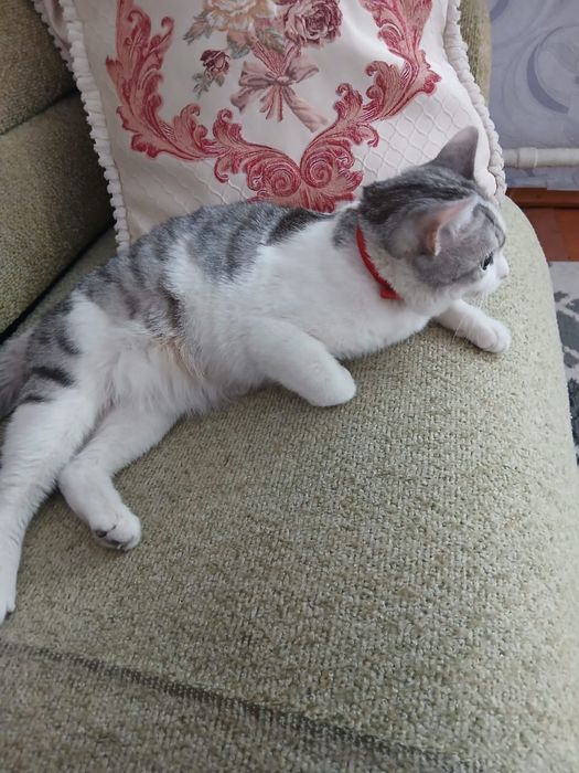 Продам кошку в хорошие руки