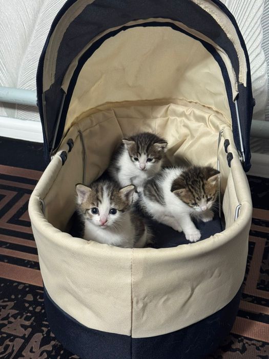 Отдам котят в хорошие руки